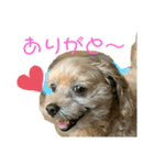 『犬写真』咲先輩 第2弾（個別スタンプ：5）