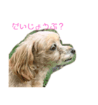 『犬写真』咲先輩 第2弾（個別スタンプ：7）