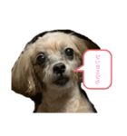 『犬写真』咲先輩 第2弾（個別スタンプ：8）