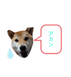 小梅スタンプ〈2〉（個別スタンプ：4）