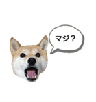 小梅スタンプ〈2〉（個別スタンプ：10）