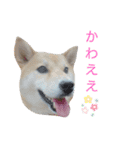 小梅スタンプ〈2〉（個別スタンプ：12）