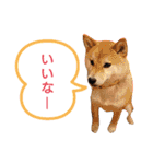 小梅スタンプ〈2〉（個別スタンプ：15）