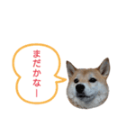 小梅スタンプ〈2〉（個別スタンプ：17）