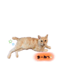 琥珀only（個別スタンプ：4）