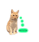 琥珀only（個別スタンプ：13）