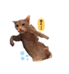 琥珀only（個別スタンプ：14）