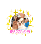 ❤️我が家の天使❤️（個別スタンプ：1）