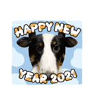 シェルティ HappyNEWyear 2021（個別スタンプ：1）