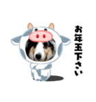 シェルティ HappyNEWyear 2021（個別スタンプ：2）