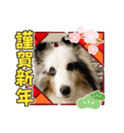 シェルティ HappyNEWyear 2021（個別スタンプ：3）