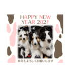 シェルティ HappyNEWyear 2021（個別スタンプ：4）