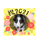 シェルティ HappyNEWyear 2021（個別スタンプ：7）