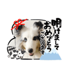 シェルティ HappyNEWyear 2021（個別スタンプ：8）