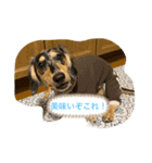 だいきちくんの日常スタンプPart 1（個別スタンプ：3）