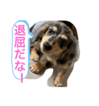 だいきちくんの日常スタンプPart 1（個別スタンプ：4）