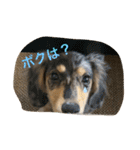 だいきちくんの日常スタンプPart 1（個別スタンプ：10）