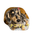 だいきちくんの日常スタンプPart 1（個別スタンプ：11）