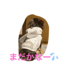 だいきちくんの日常スタンプPart 1（個別スタンプ：16）