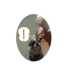 シーちゃんスタンプ（個別スタンプ：5）