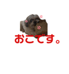 シーちゃんスタンプ（個別スタンプ：6）