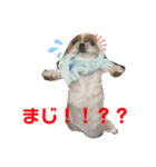 シーちゃんスタンプ（個別スタンプ：8）