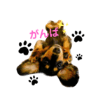 ミニチュアダックスの気ままなランチ①（個別スタンプ：1）