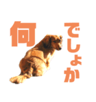 cocoa part2（個別スタンプ：3）