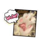 ミヌエットのミルくん お正月用（個別スタンプ：6）