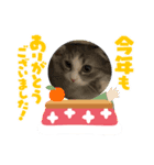 ミヌエットのミルくん お正月用（個別スタンプ：7）