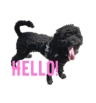 Hello I’m Theo 2（個別スタンプ：1）