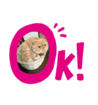 すこてぃっしゅ♥（個別スタンプ：1）