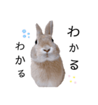 うさぎのむぎくん。2（個別スタンプ：17）