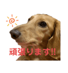 ルークのスタンプ第二弾（個別スタンプ：6）