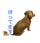 ルークのスタンプ第二弾（個別スタンプ：11）