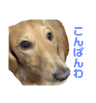 ルークのスタンプ第二弾（個別スタンプ：13）