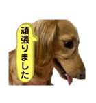 ルークのスタンプ第二弾（個別スタンプ：23）