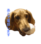 ルークのスタンプ第二弾（個別スタンプ：25）