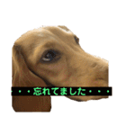 ルークのスタンプ第二弾（個別スタンプ：35）