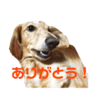 ルークのスタンプ第二弾（個別スタンプ：36）