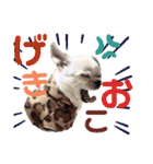 moi2（個別スタンプ：36）