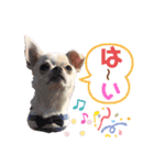moi2（個別スタンプ：37）
