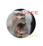 猿大図鑑！（個別スタンプ：2）
