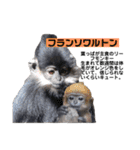 猿大図鑑！（個別スタンプ：5）