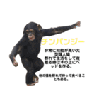 猿大図鑑！（個別スタンプ：6）
