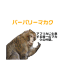 猿大図鑑！（個別スタンプ：7）