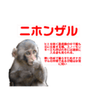 猿大図鑑！（個別スタンプ：13）