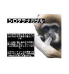 猿大図鑑！（個別スタンプ：15）