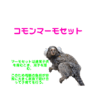 猿大図鑑！（個別スタンプ：16）