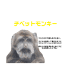 猿大図鑑！（個別スタンプ：19）